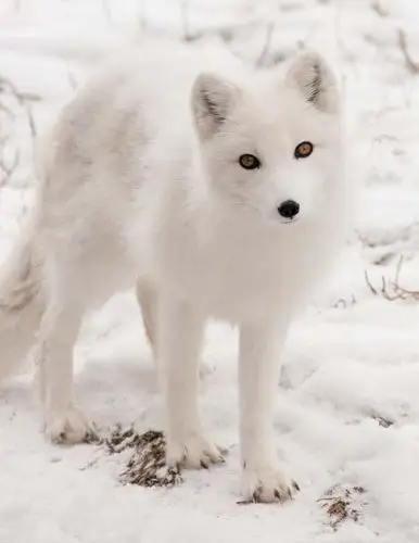 进来看雪狐宝宝