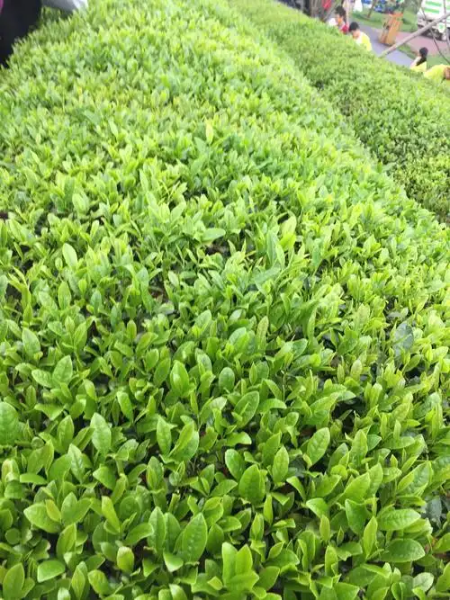 茶树栽在小山包上,每个小山包都被一梯梯的茶树覆盖着.