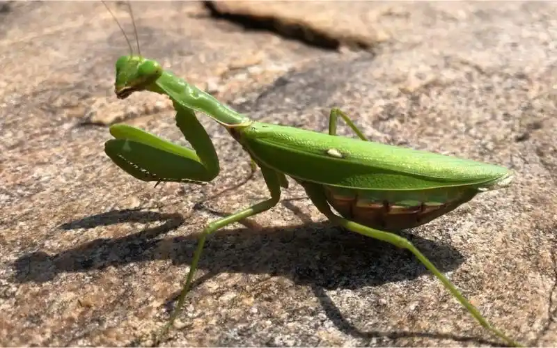 写生遇见的广斧螳