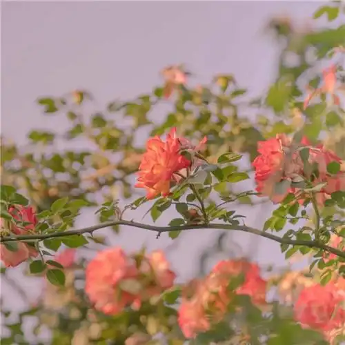 素雅清新花朵头像 花的头像 风景 清新 淡雅_植物头像_头像屋