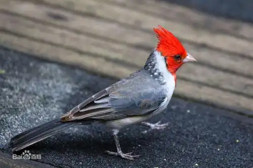 头上有翎毛的鸟的图片及名字