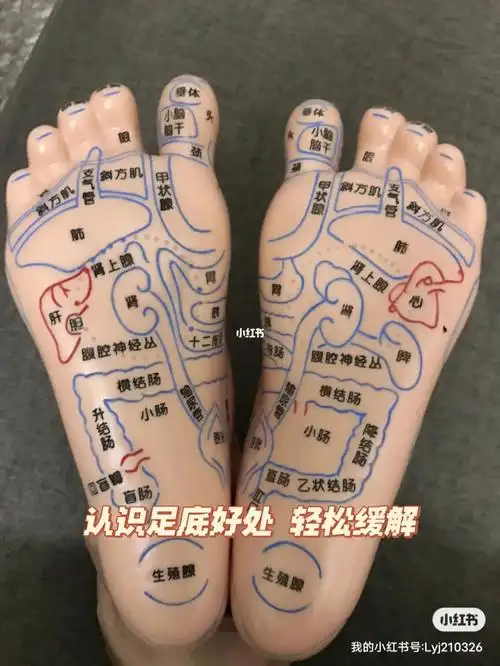 中医养生  #健康养生  #足部反射区64个反射区足疗操作顺序详解:先