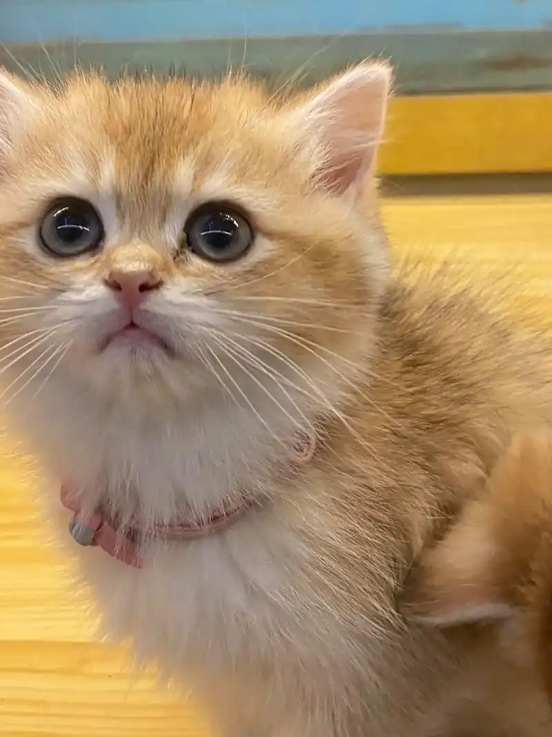 金渐层 金吉拉 小偿找领养啦