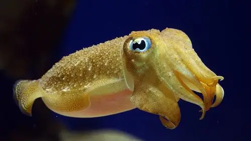 sea animal, cuttlefish