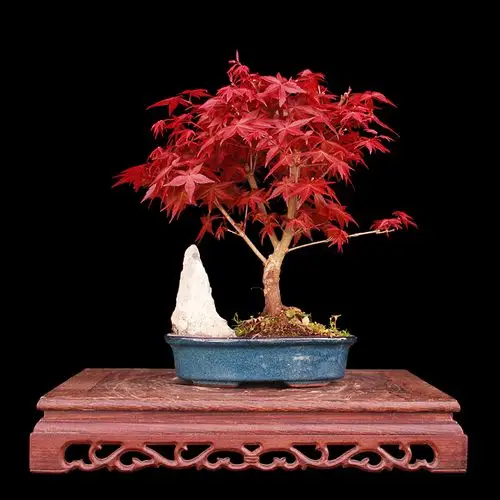 盆景大师袁梦蛟作品 万紫千红 杭派盆景 日本出猩猩红枫盆景