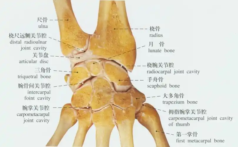 人体手骨解剖示意图人体解剖图