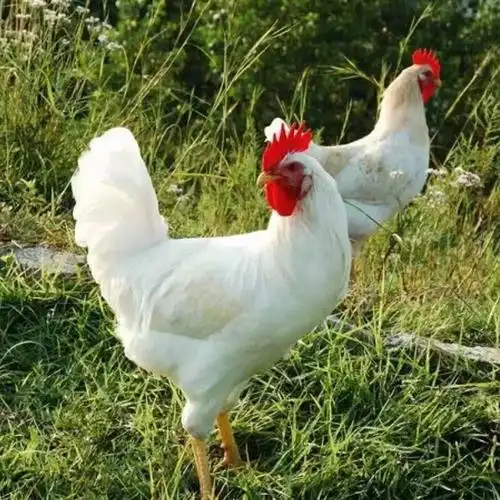 半斤一斤活体鸡 大种巨型美国白羽鸡脱温苗 快大型白羽肉鸡 双a肉鸡