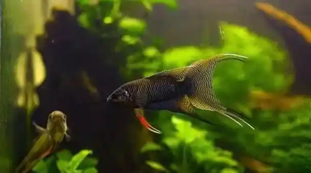 中国斗鱼,原生观赏鱼