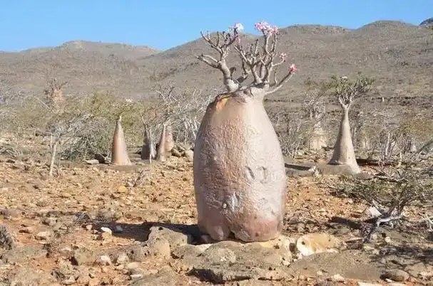 世界上最粗的树猴面包树