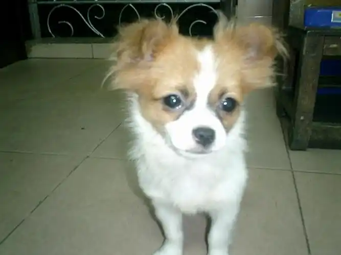 出售家养袖珍狗一只,100元