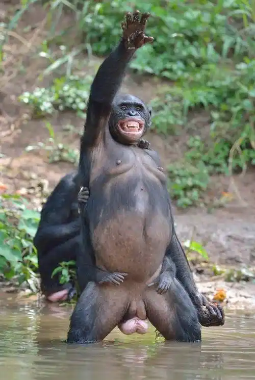 随着人类的形状发生的重大变化,人类的生殖力才变得比倭黑猩猩们强了