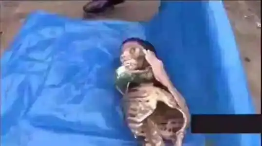 食人鱼吃人事件:秘鲁11岁男孩身体被吃到只剩白骨!