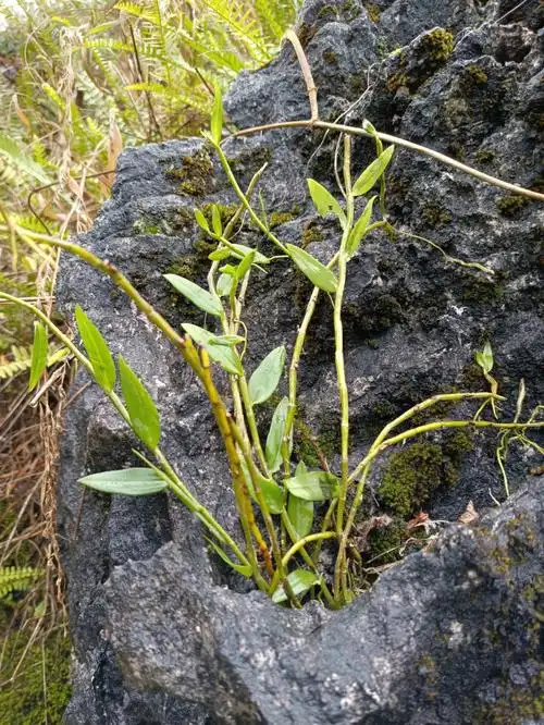 了解一下纯野生的铁皮石斛