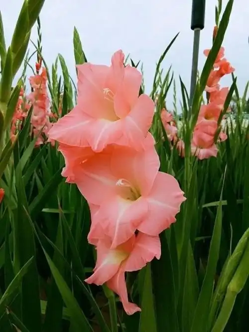 2,水养剑兰的时候建议是每天进行一次换水,并且要保持水质的干净,换水