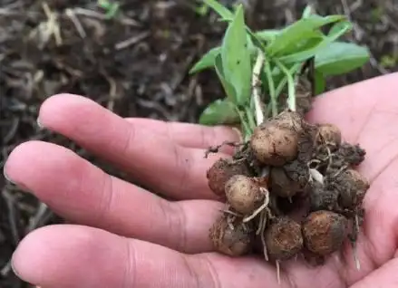 此种野果子---麻芋果,若是遇见了,记得拔回家,能化痰止咳,药用价值