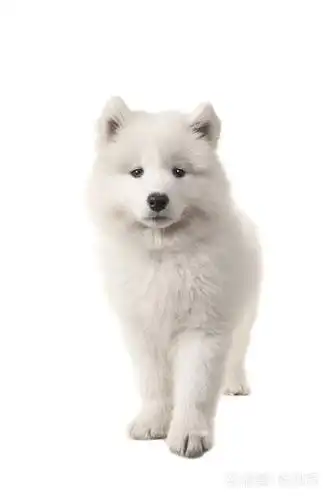 在白色背景上孤立的可爱站白色萨摩耶小狗看到从前面看着相机