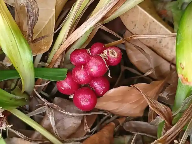 吉祥草的红果果