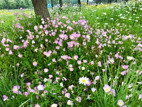 晨光里的小花小草