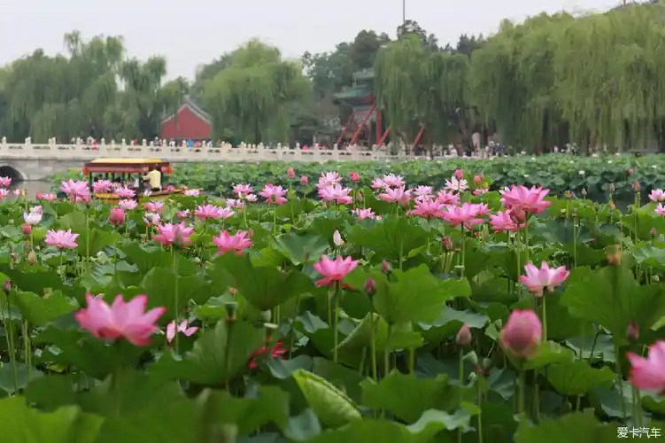 北海公园荷花节开幕跨上相机出发啦