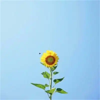 头像图片干净简单 简单干净漂亮又好看的头像图片_微信头像_头像屋