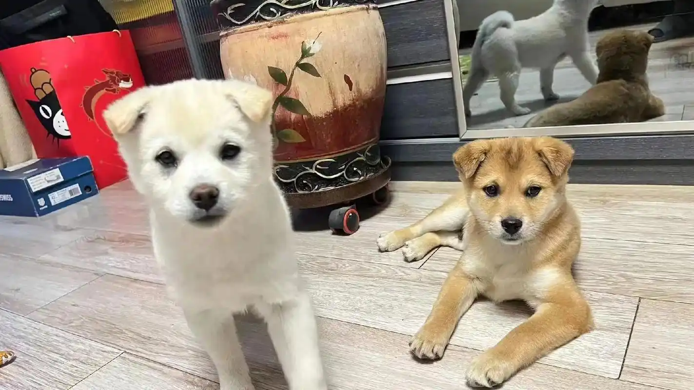 长春白柴田园犬串串无偿领养.长春 白柴和田园犬串串 年龄鉴 - 抖音