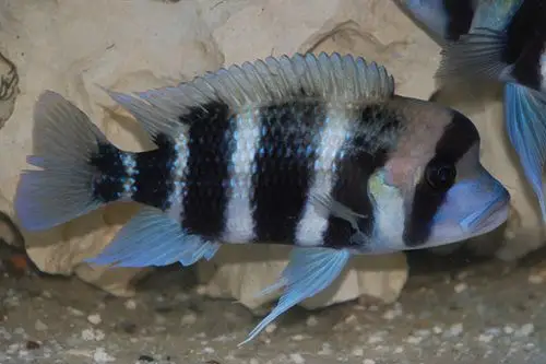 皇冠六间 - 坦湖慈鲷品种 - 三湖慈鲷品种 - 三湖慈鲷 - 观赏鱼百科