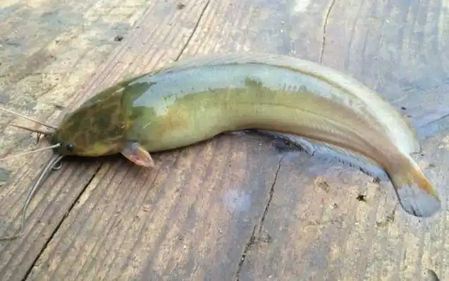 钓鲶鱼用什么线组?