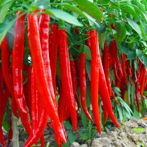 香辣红线王线椒种子傲雪金条辣椒籽杭椒一号苗子大棚