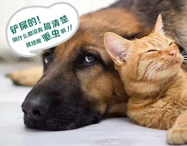 干货盘点宠物驱虫十大误区