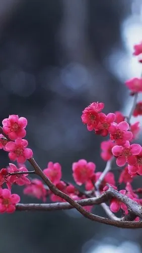 粉色的梅花盛开,树枝,春天 iphone 壁纸