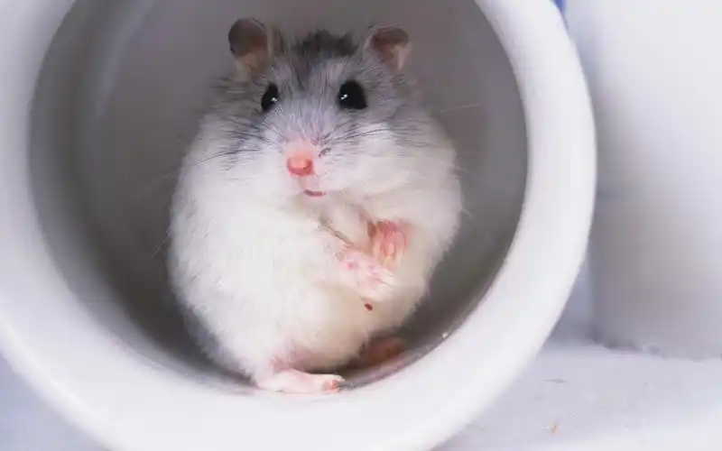 毛茸茸的仓鼠壁纸