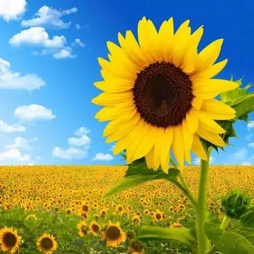 向日葵小清新图高清(生机勃勃的向日葵)(22)