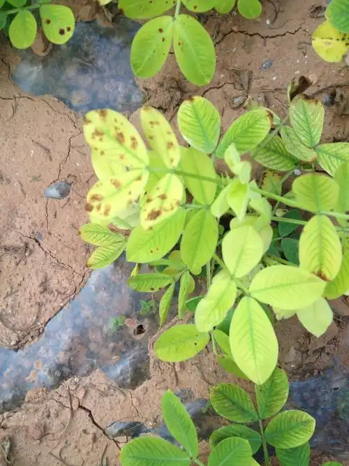 花生黄叶子,用啥药