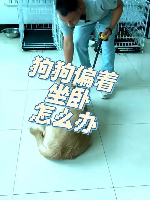 100个训犬技巧之狗狗坐卧姿态调整