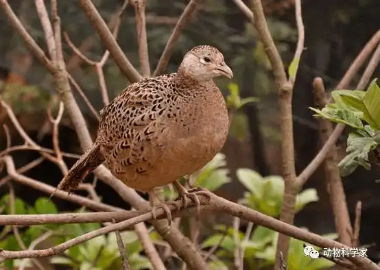 野鸡是鸟纲雉科的一种走禽,共有30个亚种.