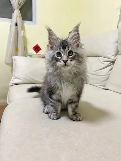 银虎斑缅因猫  #缅因库恩猫  #猫  #吸猫  #缅因  #新手养猫  #深圳