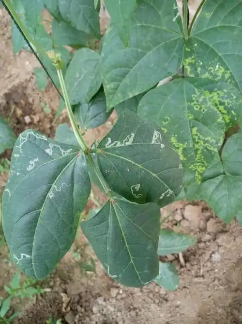 豆角病虫害解决方案