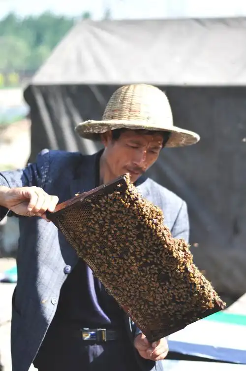 养蜂人