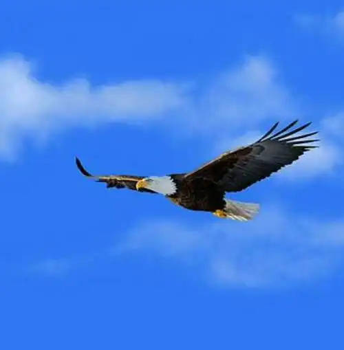 听岁月如歌作者和朗诵王秀芝