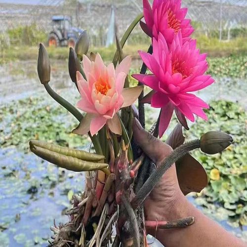 睡莲水培植物带花苞发货荷花苗四季开花盆栽水养池塘鱼池水生植物