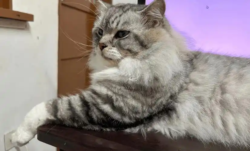 随手买了一个小斗笠给猫戴上后,越看越眼熟.这是鳌.鳌拜?