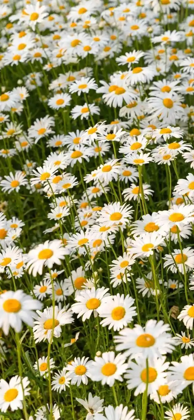 小清新,唯美,治愈系小雏菊手机壁纸,分享给你,希望你能喜欢