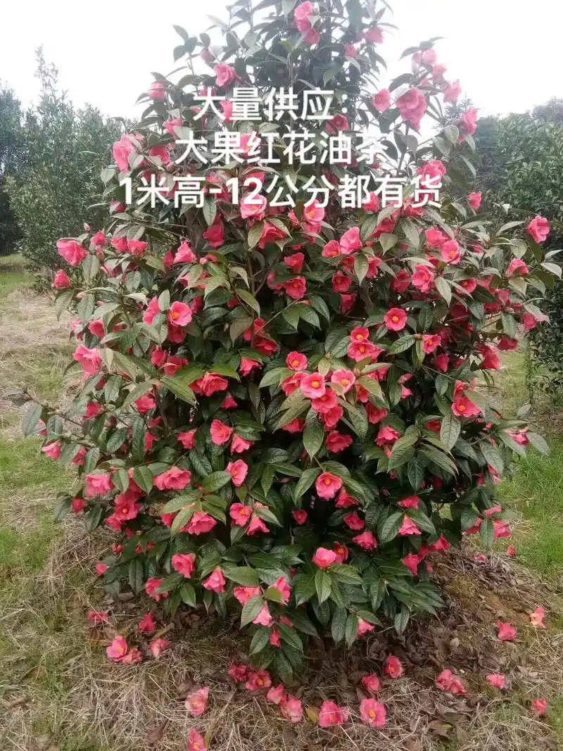 供应: 红花大果油茶1-12公分 - 抖音