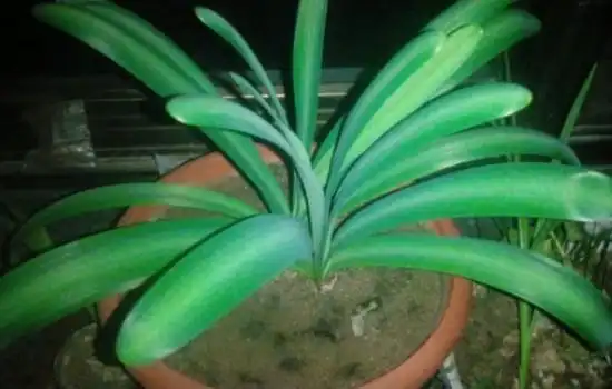 石蒜只长叶子不开花是什么原因