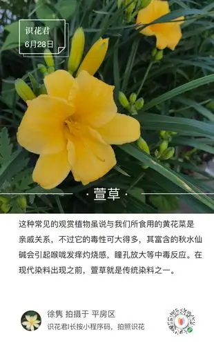 花妍花语
