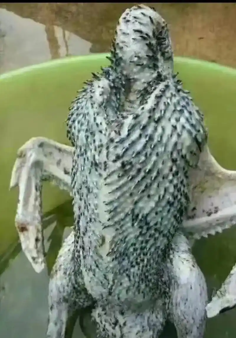 今天长这样 #中元节 非得人家鸭换毛期杀鸭,只能出绝招了17 - 抖音