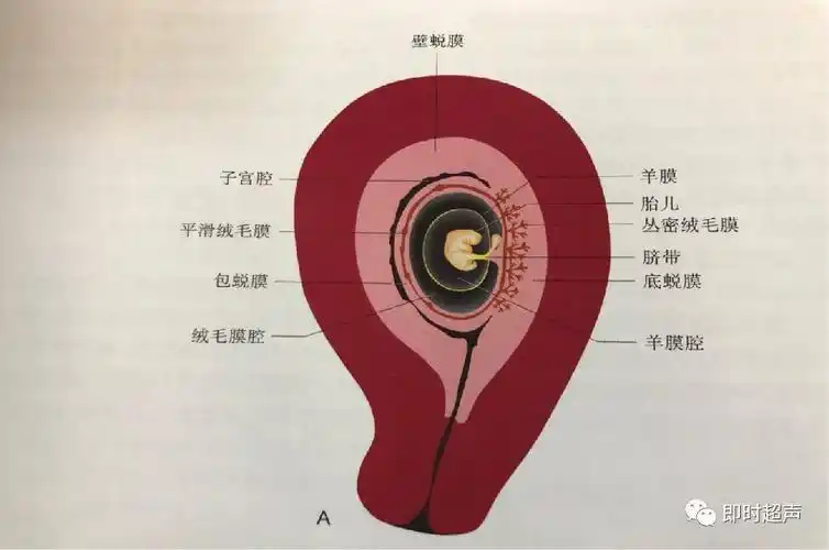 胎盘是由胎儿的丛密绒毛膜和母体的底蜕膜共同组成的.