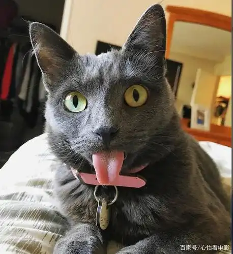 三只猫咪都有不对称的眼睛,个个都萌化你的心!