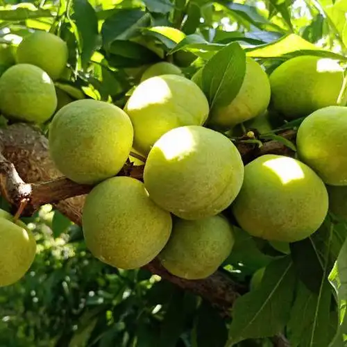 丰都晚熟青脆李巫山李子应季新鲜水果精品大果6斤装