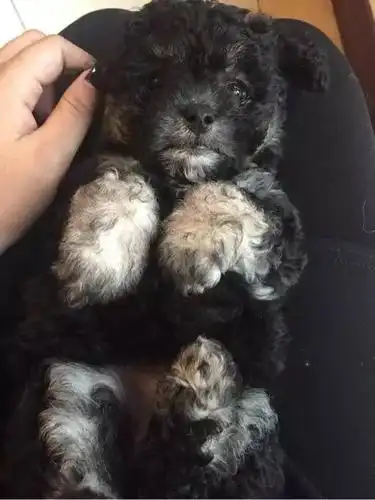 雪纳瑞和比熊生出的混血绝对狗界美男子